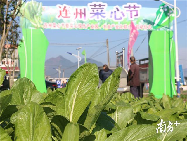 2018连州菜心节开幕连州菜心省级现代农业产业园同步启动