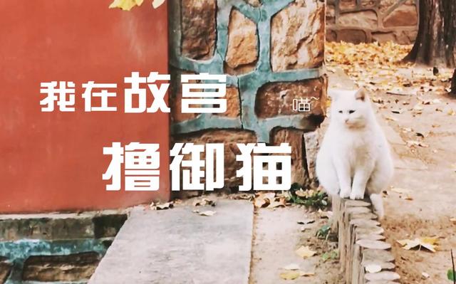 故宫的网红御猫"小崽儿"离世,网友大哭:陛下走好!