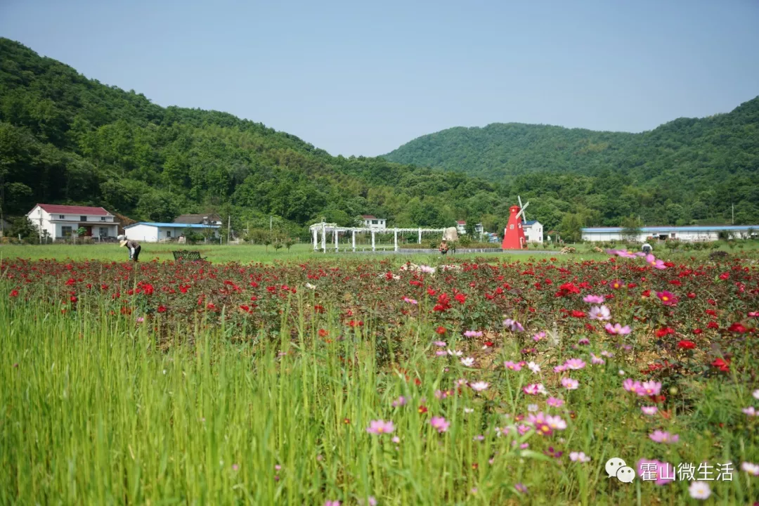 霍山单龙寺鲜花小镇图片