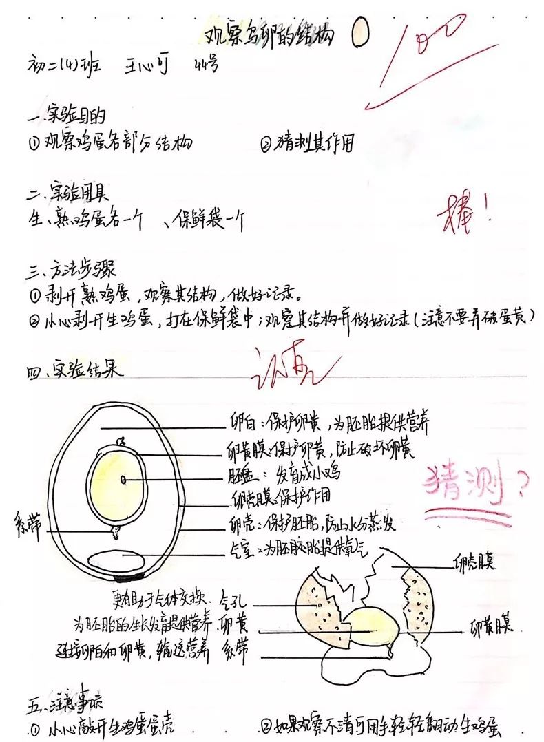 鸡蛋内部结构模型图片