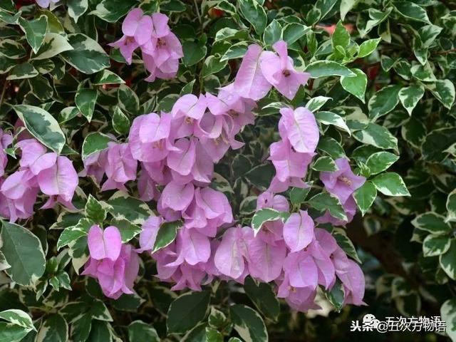 花叶叶子花光叶子花/bougainvillea glabrachoisy,也叫三角梅,宝巾