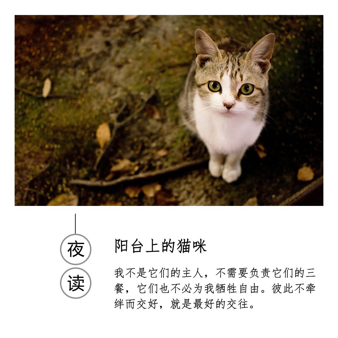 阳台上的猫咪作者/紫菀家住一楼,有个宽敞的阳台.