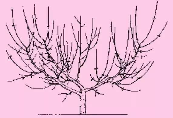 从这19张图片,学习桃树自然开心形整形修剪!