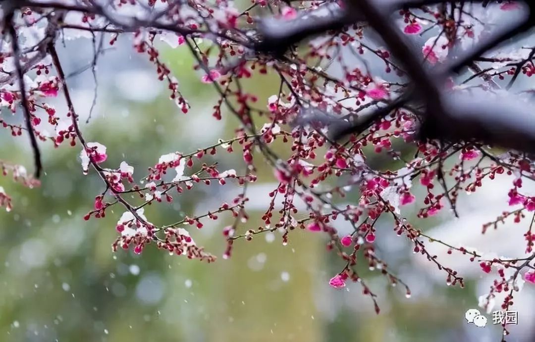 一瓣一瓣的雪,冰清玉潔,打著旋兒,輕盈飄落,舞起似水流年.