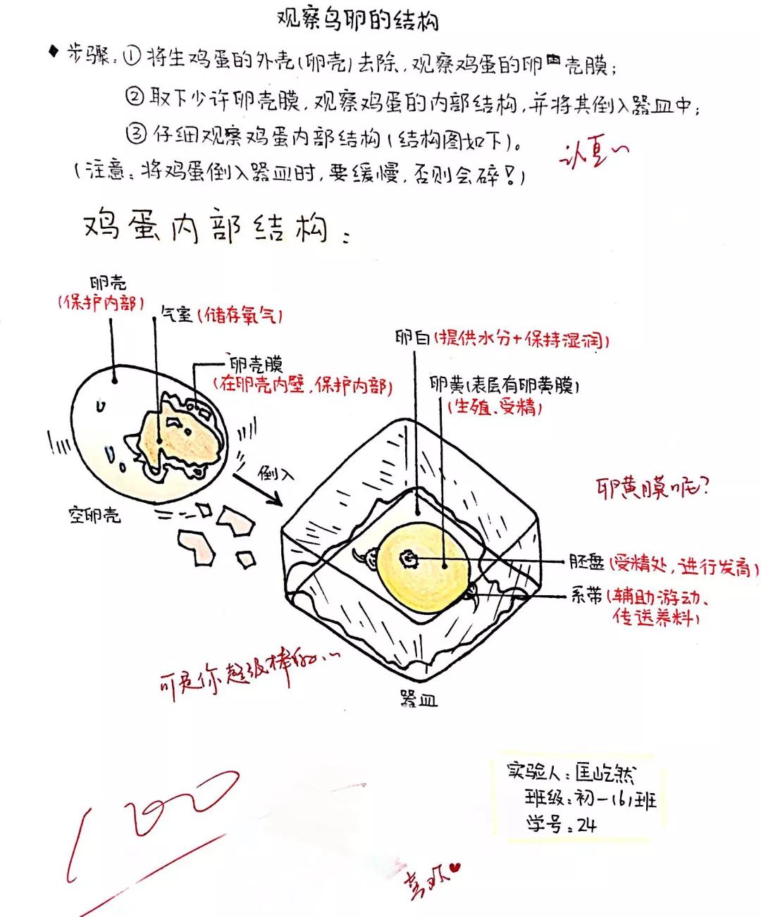 蛋壳与薄壳结构图片