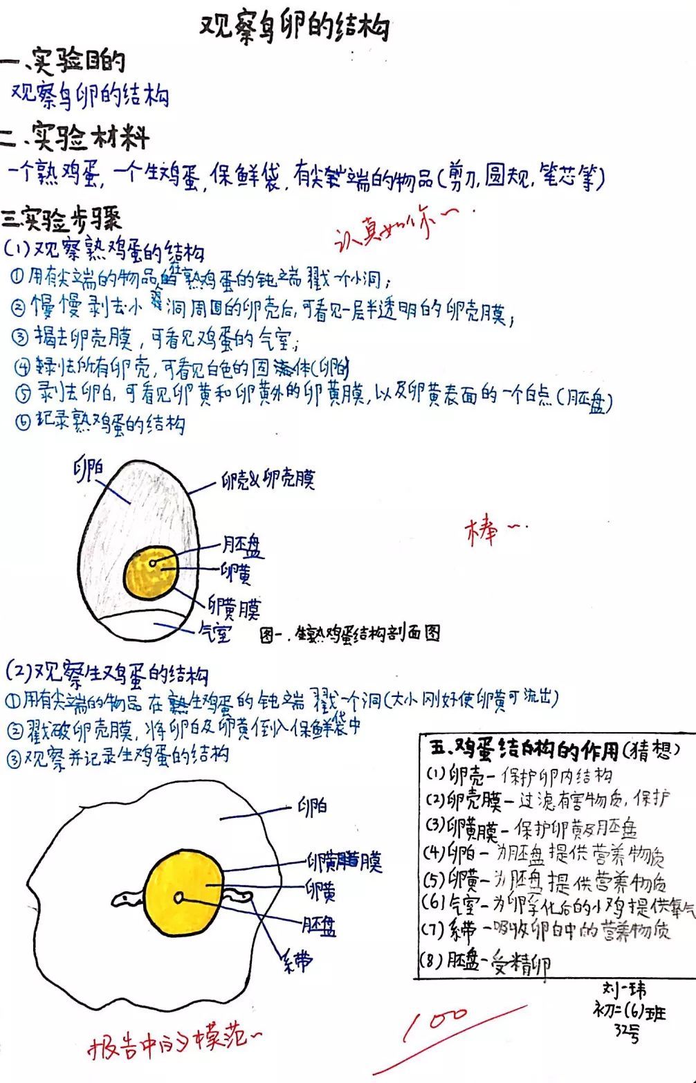 蛋的结构示意图图片