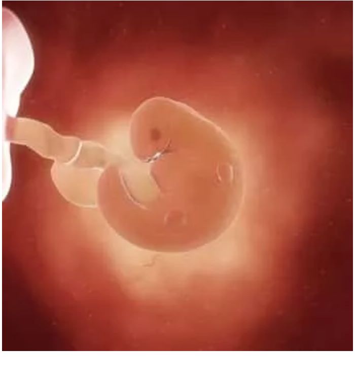 怀孕69天胎儿图图片