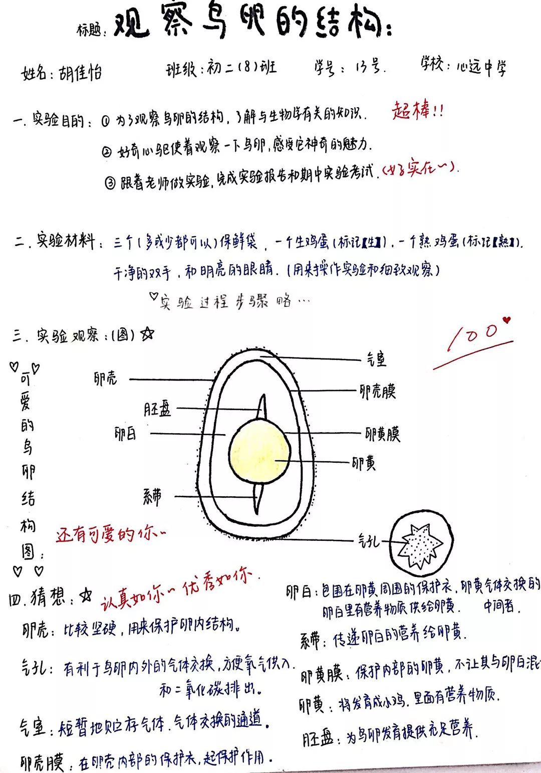 鸡蛋内部结构模型图片