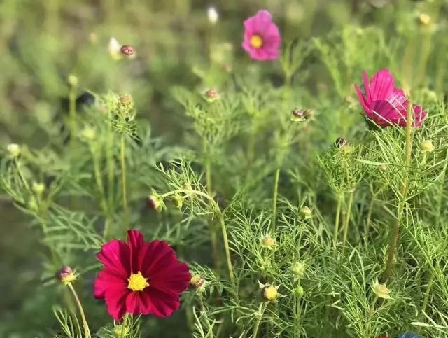 陽光照耀下格桑花開得爛漫無比成為紅山村最美的妝容在花海中流連忘返