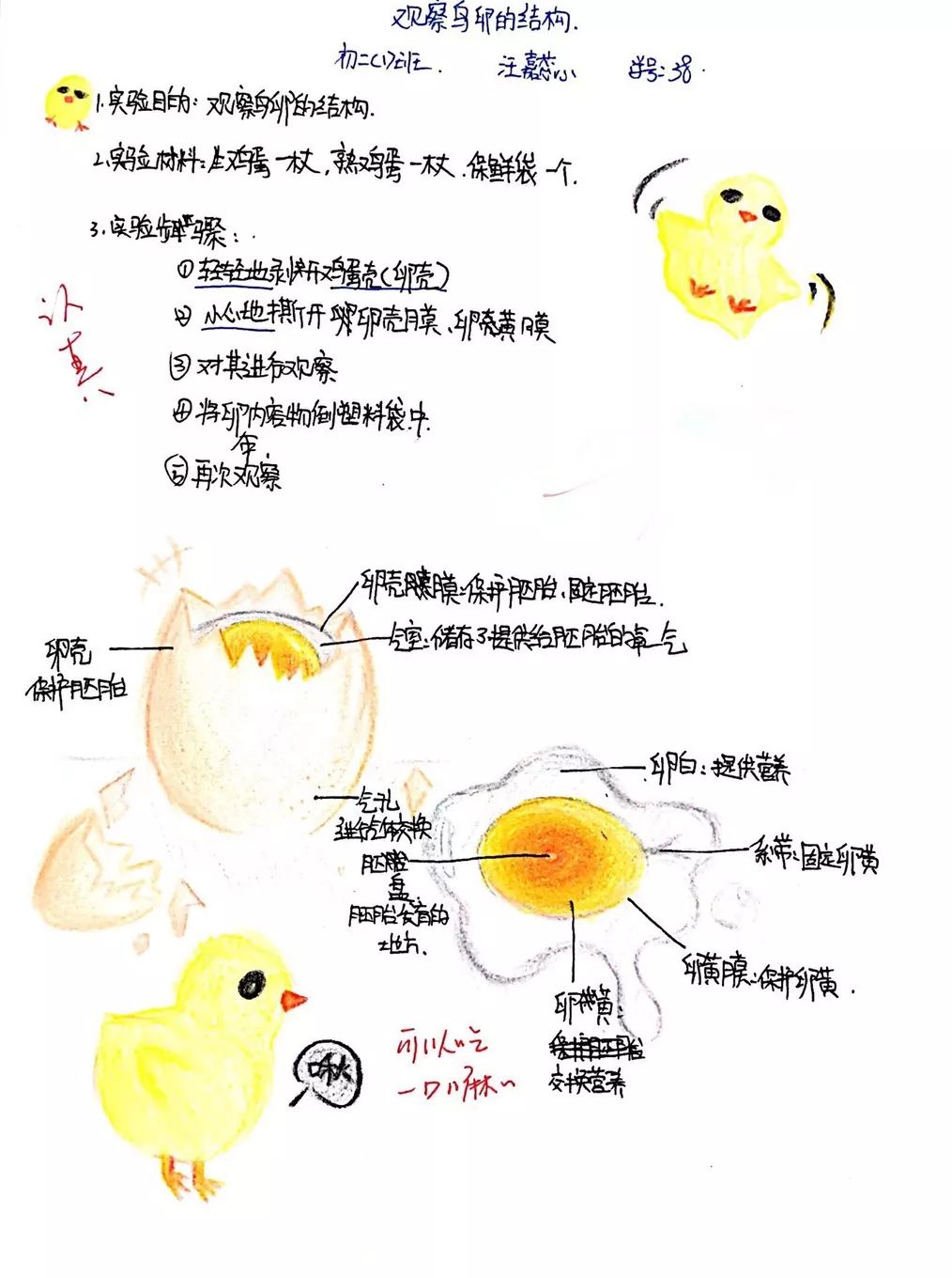 鸡蛋内部结构模型图片