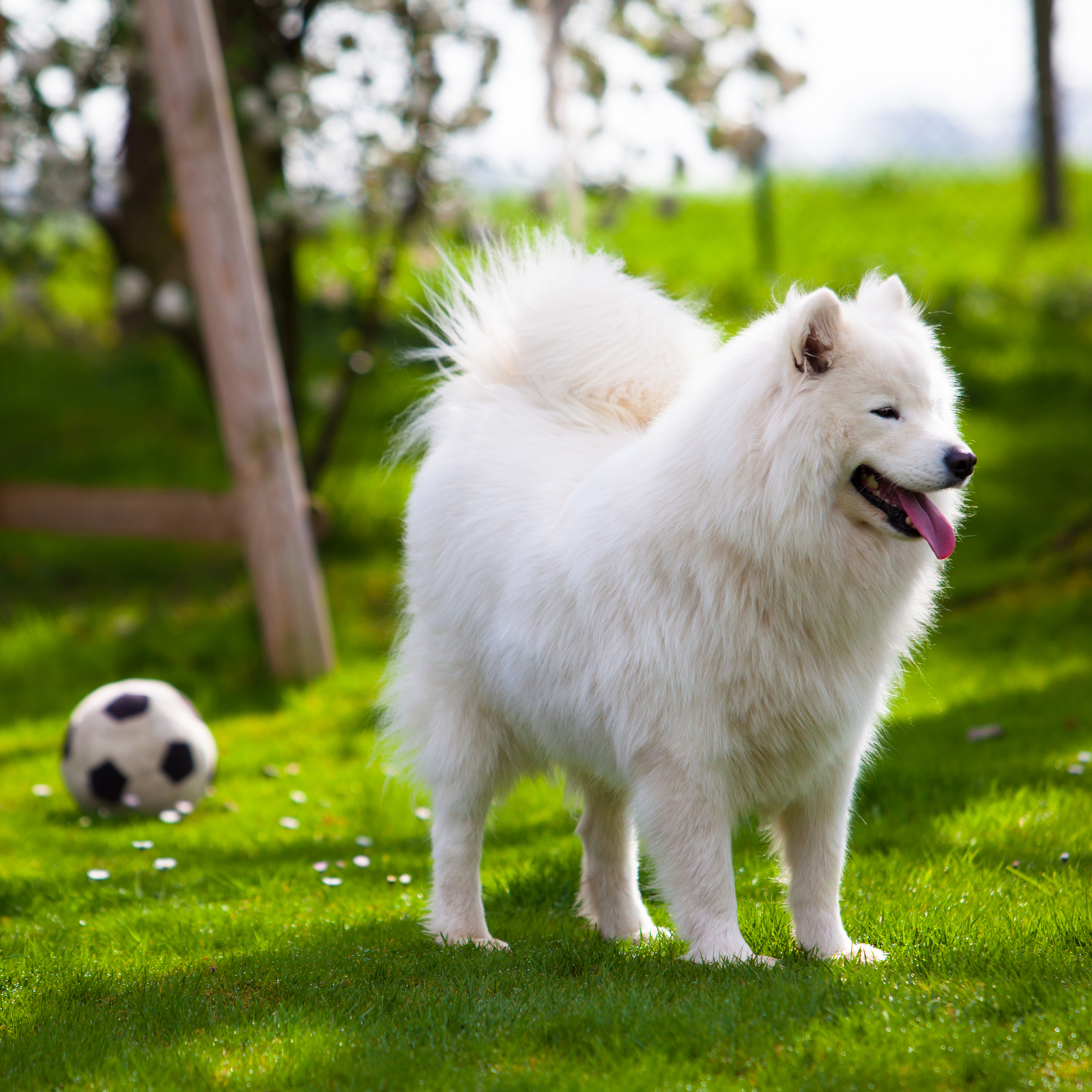 看看你到底适合养什么宠物犬,比熊跟我性格最配