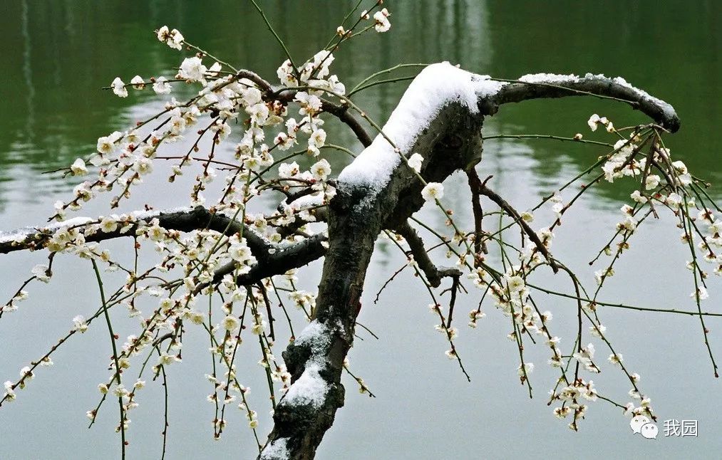 梅雪情_梅花