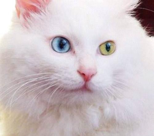 最美异瞳长毛白猫中国独有山东狮子猫鸳鸯眼的猫