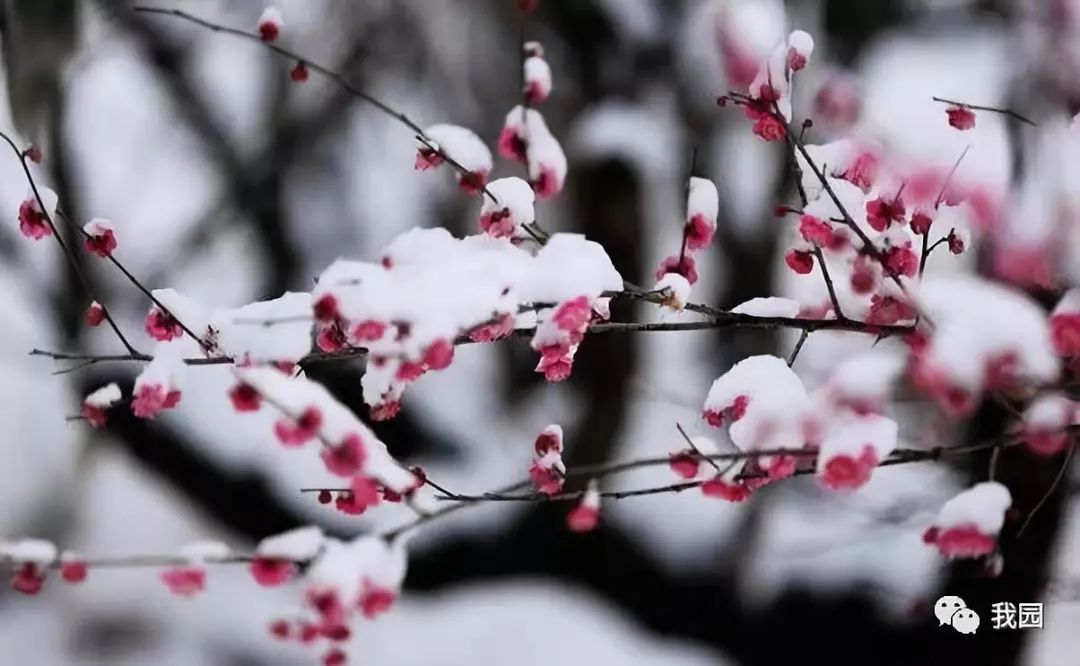 梅雪情_梅花