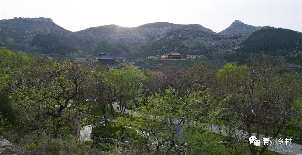 尋找青州最美鄉村已經拆遷的後寺村曾經的杏花村