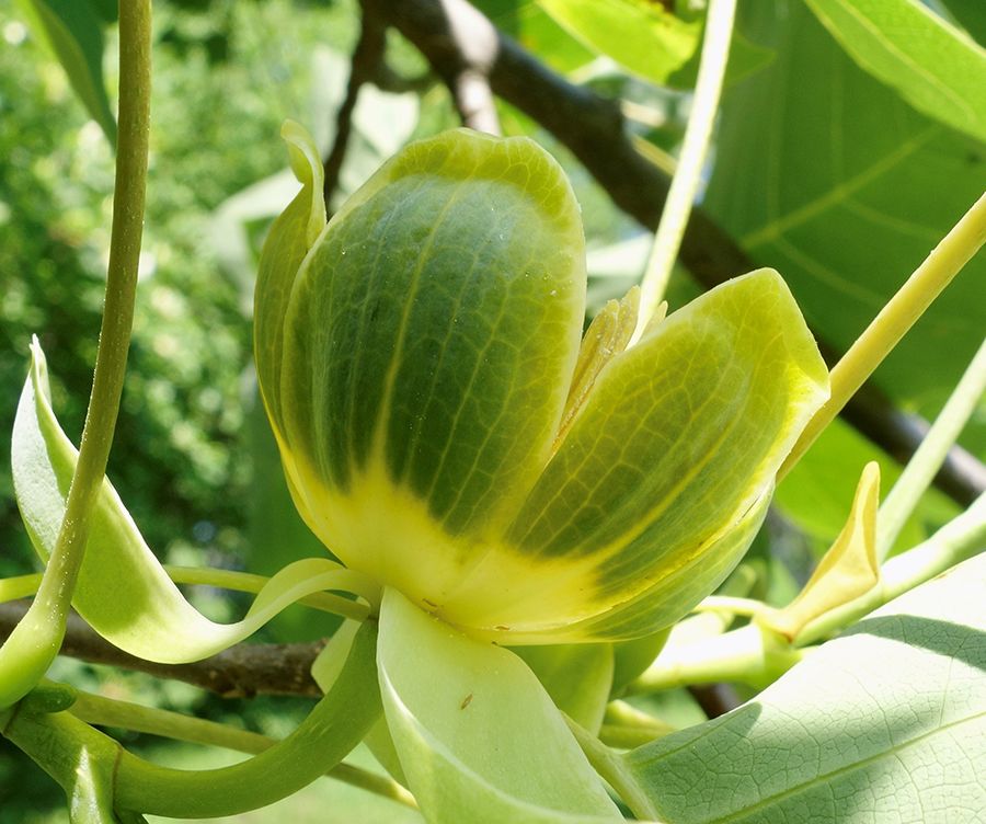 鵝掌楸的花 08 arb oretum雖然野生鵝掌楸逐漸式微,但它的北美