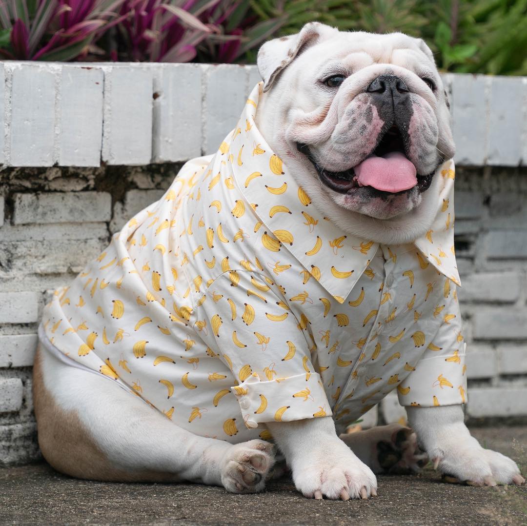 胖胖狗狗品种图片图片