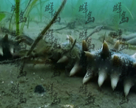 海参在海里蠕动动图图片
