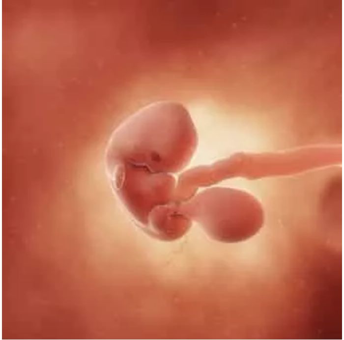 孕7周的双胞胎胎儿发育图8989:孕7周的双胞胎宝宝,大约有蓝莓那么