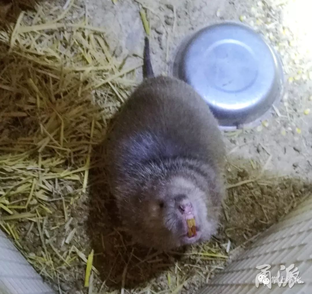 這名奉化90後鼠王養竹鼠非洲海狸鼠多次創下浙江首次