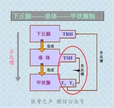 甲状腺激素分泌流程图图片