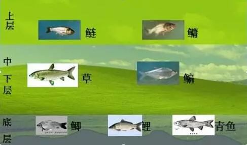 鱼水层分布图图片