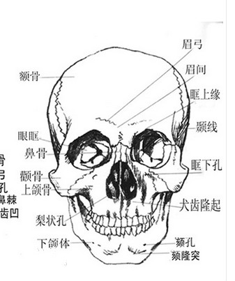 颧骨在哪里图解图片