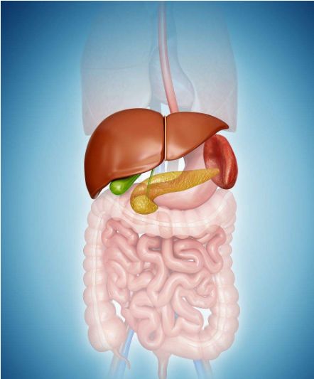 肝脾肾的位置图片图片