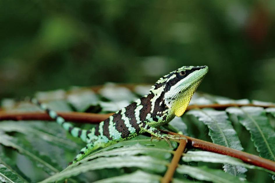 缤纷生物在台湾