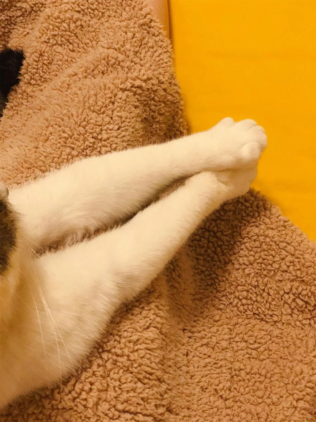 猫咪伸腿表情包图片
