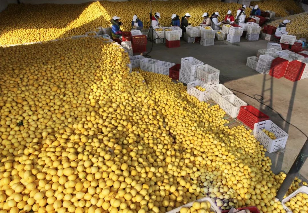 潼南柠檬产业图片