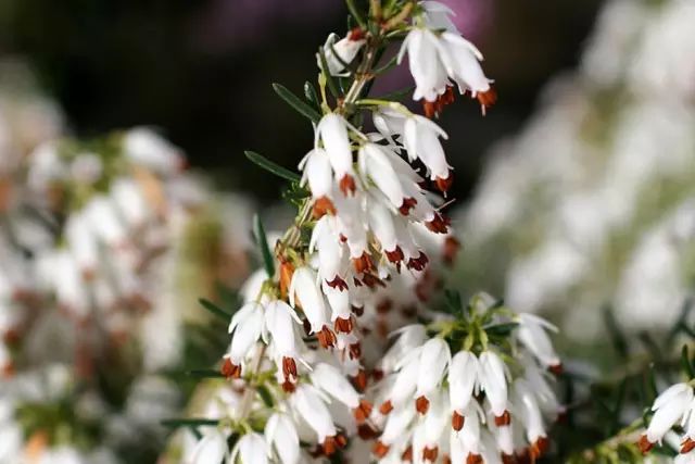 12月19日射手星座花「雪片花&歐石南樹叢」