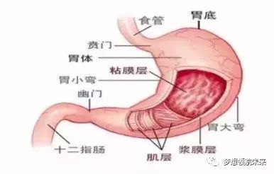 首先,我们来认识胃:胃是人体消化道中非常重要的器官,胃上承食道,下接