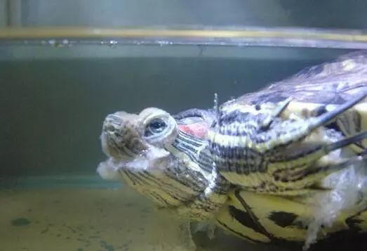 龟患了水霉病怎么办?