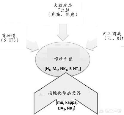 恶心呕吐机制