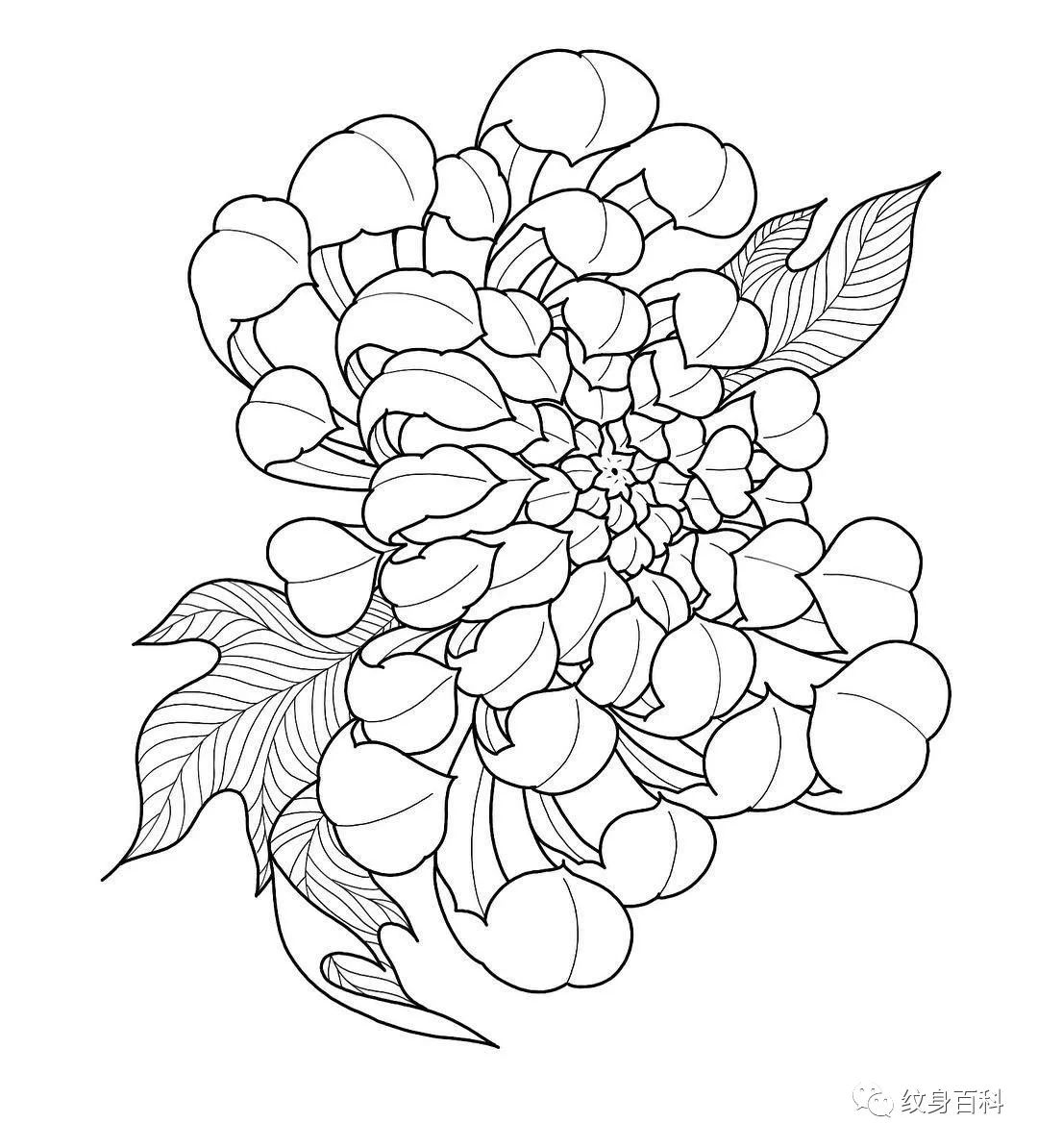 菊花纹身手稿 线条图片