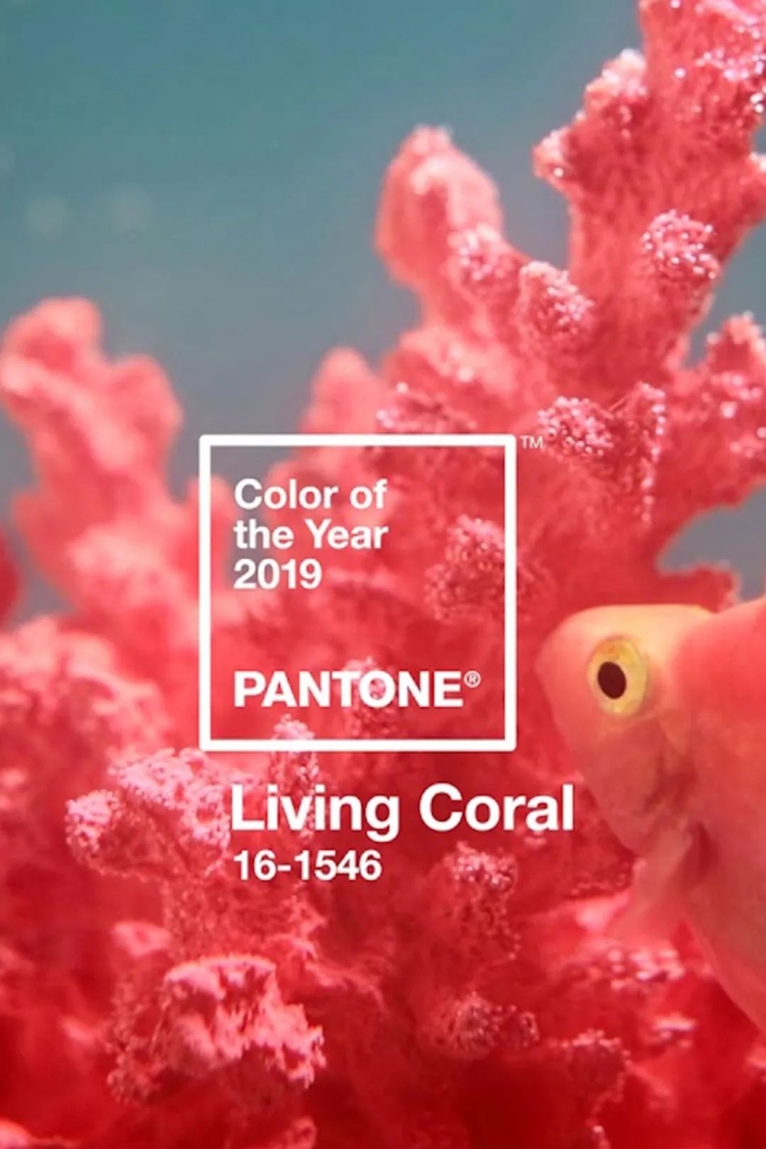 登登登,珊瑚色 living coral,有个好听的中文名字