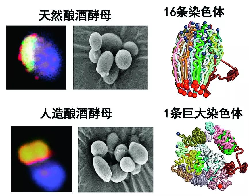 酵母菌模型制作方法图片