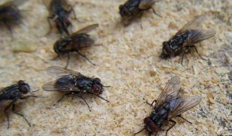 大家都知道苍蝇浑身病菌但是它为什么就不会生病