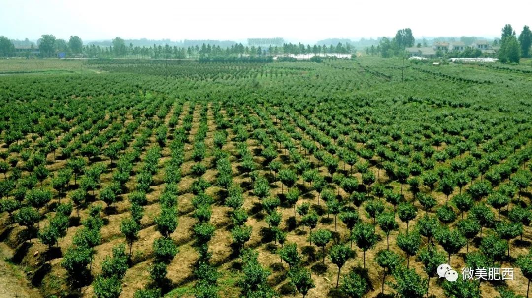 官亭滕头公司苗木基地从民间自发种植到引进企业入驻运营,如今的肥西