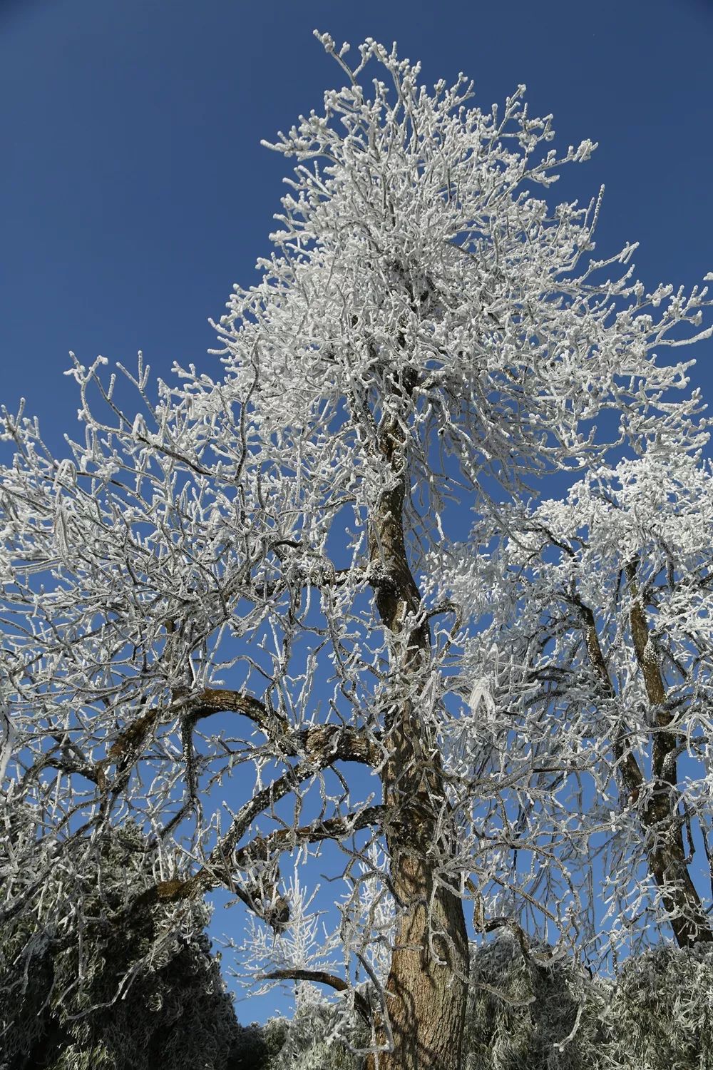 此处古树冰雪惹人醉,赏雾凇的小伙伴们下次约起