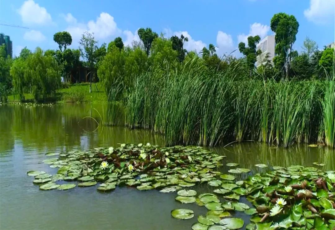 河边挺水植物图片