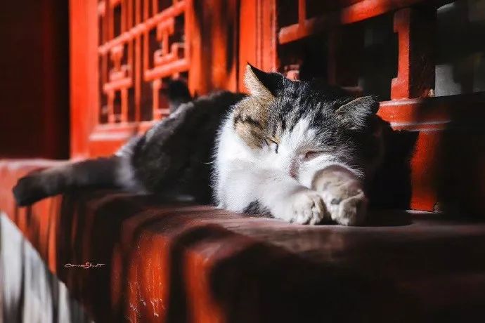 故宫御猫黄爷爷图片