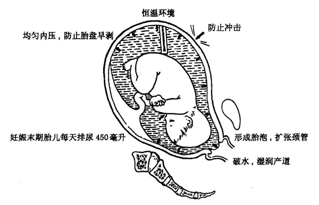 胎盘图片 子宫羊水图片