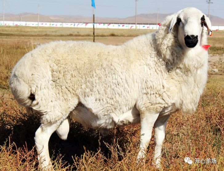 成年种公羊的饲养管理:苏尼特羊产区内所使用的种公羊全部要达到特级
