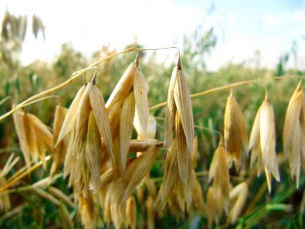 食材分享内蒙武川特产莜麦世界上公认营养价值最高的杂粮