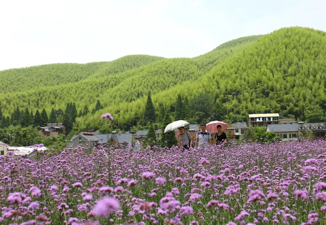 后坞村潺潺小溪,参天古树,鸡犬相闻,颇有"柳暗花明又一村"的意境.