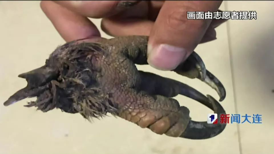 位護鳥志願者認出這是國家一級保護動物金雕猛禽之王金雕屬於大型猛禽