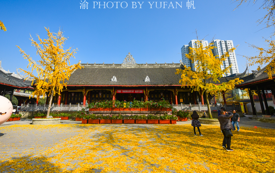 成都大慈寺的银杏太美了，一个个来自全国的游客乐得像孩子一般