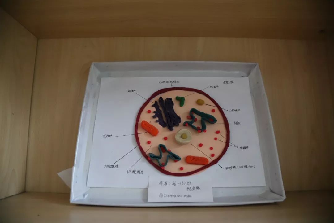 七中實驗高中生物組每年都會在高一學生中開展一次細胞模型製作及展覽